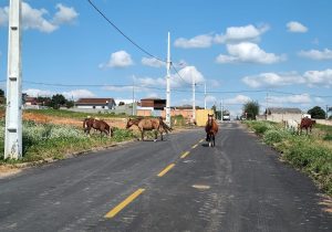 Empresário relata a Polícia problemas enfrentados com cavalos abandonados, em Palmeira