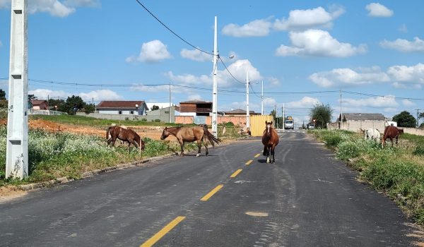 Empresário relata a Polícia problemas enfrentados com cavalos abandonados, em Palmeira