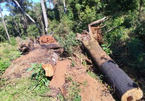 Polícia Ambiental autua infratores em São João do Triunfo