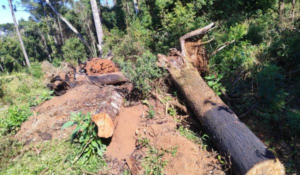 Polícia Ambiental autua infratores em São João do Triunfo