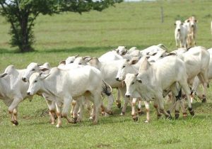 Veterinário da Adapar alerta pecuaristas de Palmeira sobre novo caso de raiva na região