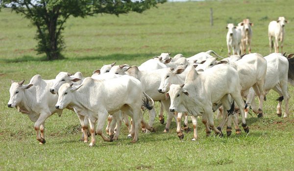 Veterinário da Adapar alerta pecuaristas de Palmeira sobre novo caso de raiva na região