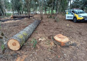 Polícia Ambiental autua proprietário por corte ilegal de pinheiros araucária em Irati