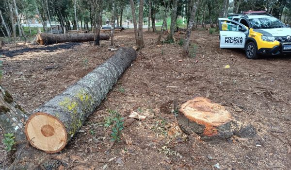 Polícia Ambiental autua proprietário por corte ilegal de pinheiros araucária em Irati