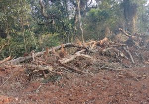 Polícia Ambiental autua proprietários em Vileiros e Papagaios Novos por danos a vegetação nativa