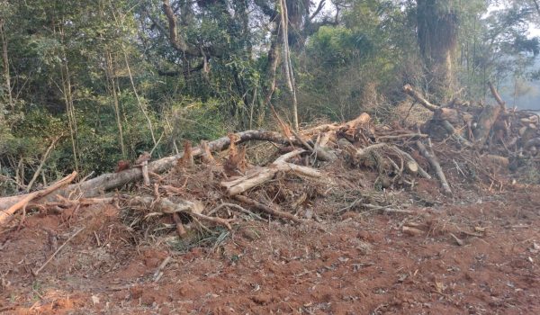 Polícia Ambiental autua proprietários em Vileiros e Papagaios Novos por danos a vegetação nativa