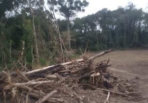 Polícia Ambiental autua proprietário por desmatamento ilegal na localidade de Três Morro em Palmeira