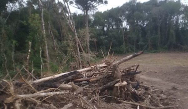 Polícia Ambiental autua proprietário por desmatamento ilegal na localidade de Três Morro em Palmeira