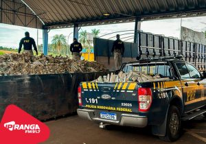 203 toneladas: PRF ultrapassa recorde histórico de apreensão de drogas no Paraná