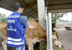 Veterinários devem se recadastrar na Adapar para atuar contra brucelose e tuberculose