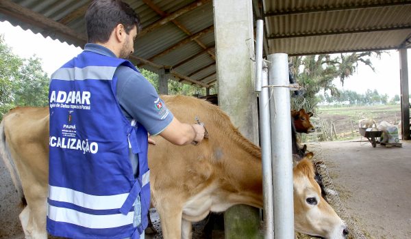 Veterinários devem se recadastrar na Adapar para atuar contra brucelose e tuberculose