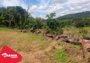 Polícia Ambiental constata crime contra a flora em São João do Triunfo