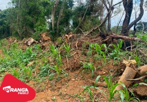 Dano Ambiental em Palmeira resulta em multa e processo criminal