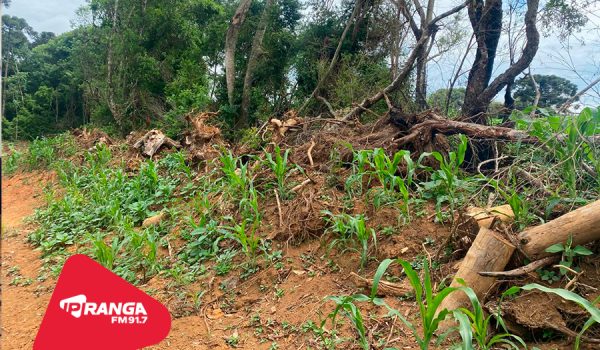 Dano Ambiental em Palmeira resulta em multa e processo criminal