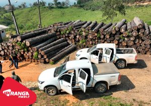 Multa por crimes ambientais cresce 24% no Paraná entre janeiro e novembro de 2024