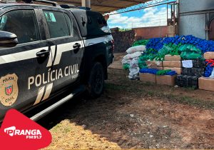 Polícia Civil de Palmeira realiza incineração de 532 quilos de drogas