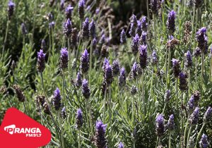 Rota da Lavanda se consolida como destaque turístico dos Campos Gerais