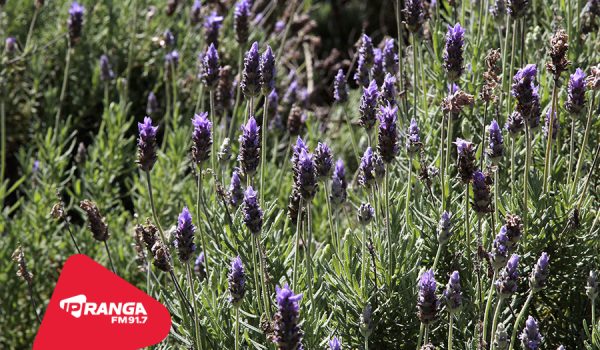 Rota da Lavanda se consolida como destaque turístico dos Campos Gerais