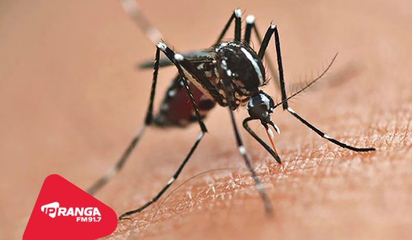 Novo Boletim Epidemiológico da Dengue mostra que Palmeira possuiu dois casos confirmados e mais de 20 em investigação