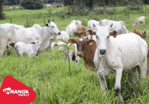 Campanha de Atualização de Rebanhos 2025: maioria dos produtores de Palmeira ainda não fez a regularização