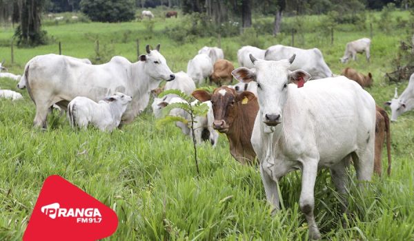 Campanha de Atualização de Rebanhos 2025: maioria dos produtores de Palmeira ainda não fez a regularização