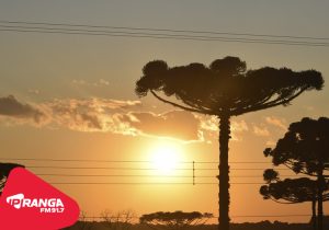 Copel alerta para riscos de acidentes com a rede elétrica na colheita do pinhão