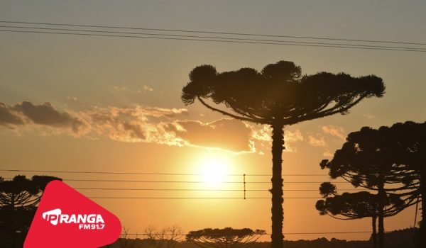 Copel alerta para riscos de acidentes com a rede elétrica na colheita do pinhão
