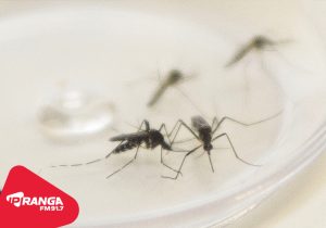 Palmeira confirma 36 casos de dengue e inicia vacinação na próxima semana
