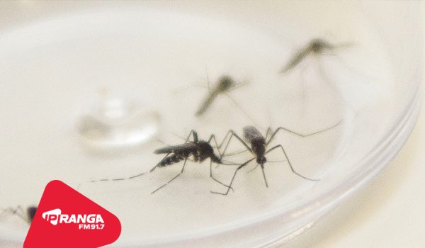 Palmeira confirma 36 casos de dengue e inicia vacinação na próxima semana