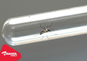 Casos de dengue aumentam em uma semana e Palmeira chega a 46 confirmações