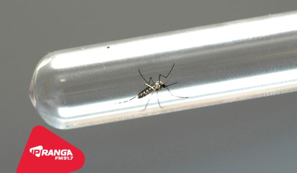 Casos de dengue aumentam em uma semana e Palmeira chega a 46 confirmações