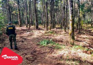 Infrator é autuado em mais de R$ 100 mil por danos ambientais em São Mateus do Sul