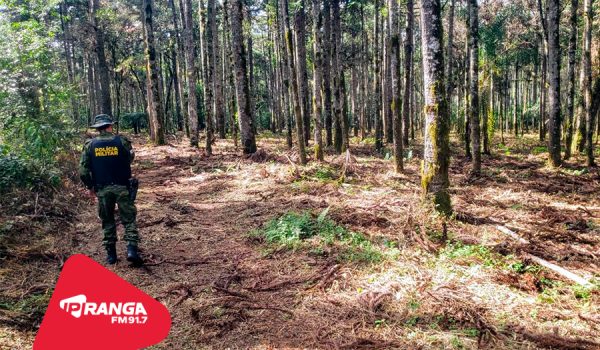 Infrator é autuado em mais de R$ 100 mil por danos ambientais em São Mateus do Sul