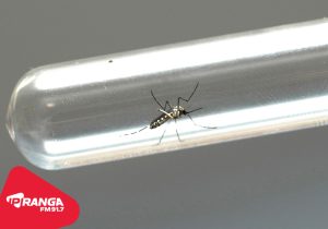 Casos de dengue continuam subindo em Palmeira e chegam a 55 confirmações