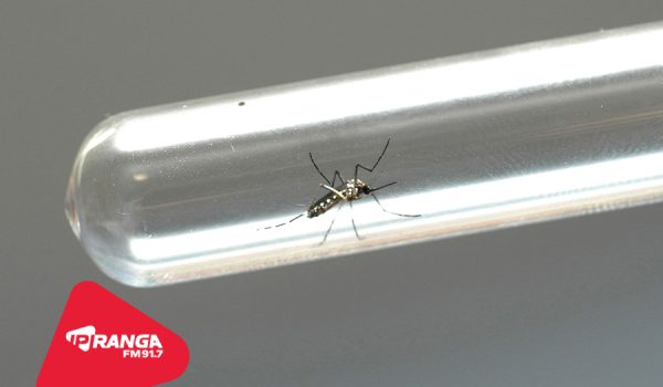 Casos de dengue continuam subindo em Palmeira e chegam a 55 confirmações