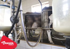 16º Simpósio de Produção de Leite em Witmarsum já tem programação definida