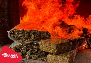 Polícia Civil de Palmeira realiza incineração de 723,85 quilos de drogas