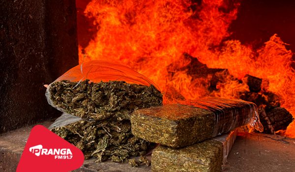 Polícia Civil de Palmeira realiza incineração de 723,85 quilos de drogas
