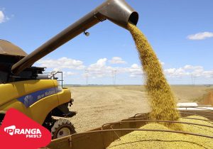 Vazio sanitário da soja passa a valer em todo o Paraná