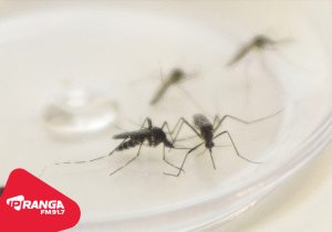 Frio ajuda a conter avanço da Dengue em Palmeira, que segue com 62 casos confirmados
