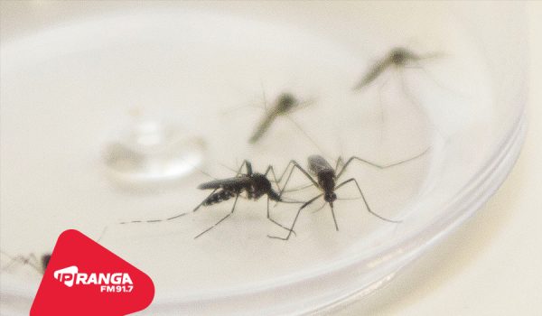 Frio ajuda a conter avanço da Dengue em Palmeira, que segue com 62 casos confirmados