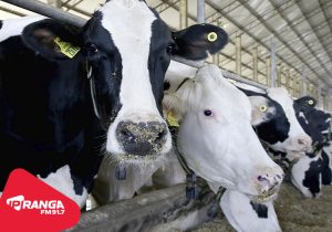 Prazo para participar do Concurso de Fotografia do Simpósio do Leite termina esta semana