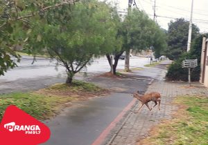 Polícia Ambiental orienta população após avistamento de animal silvestre em área urbana de Palmeira