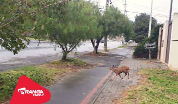 Polícia Ambiental orienta população após avistamento de animal silvestre em área urbana de Palmeira